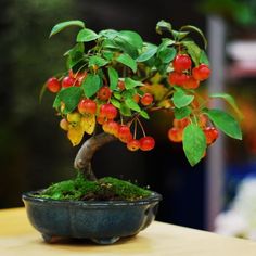 a bonsai tree with red berries and green leaves