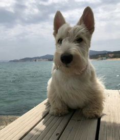 a small white dog sitting on top of a wooden pier