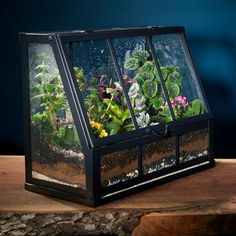 a small greenhouse with plants growing inside on top of a wooden table in front of a blue wall