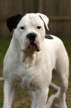 a white and black dog standing in the grass