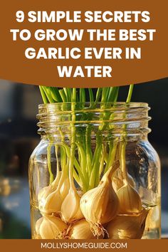 garlic in a jar with the title 9 simple secrets to grow the best garlic ever in water