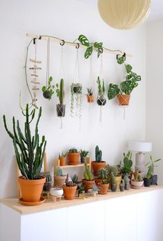 a room filled with lots of potted plants on top of a wooden shelf next to a white wall