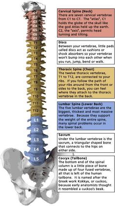 a diagram showing the different types of bones and their functions