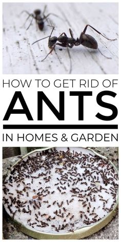 How To Get Rid Of Ants Ants On Plants How To Get Rid, Ant Repellent Plants, Natural Ant Repellent For Home, How To Get Rid Of Ants In The Garden, Ant Spray Diy Homemade, Natural Ant Repellant For Home, Diy Ant Killer Indoor, How To Get Rid Of Ants, Ant Repellent Diy Indoor