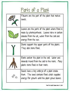 parts of a plant worksheet for kids to learn about the parts of a plant