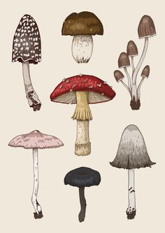 an image of different types of mushrooms