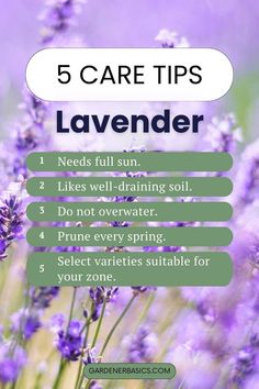 lavender flowers with text that says 5 care tips for lavender