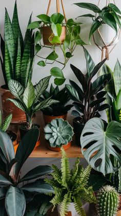 many different types of plants in pots on a shelf