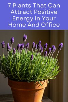 a potted plant with lavender flowers in it and the words 7 plants that can attract positive energy in your home and office