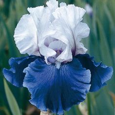 a large white and blue flower with green leaves