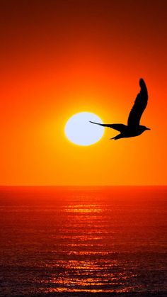 a bird flying in front of the sun at sunset or sunrise over the ocean with it's wings spread out