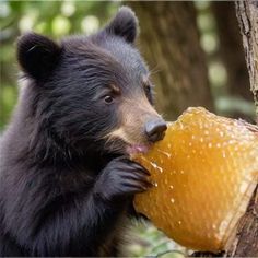 a black bear is eating an orange on a tree