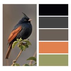 a bird sitting on top of a tree branch with color swatches in the background