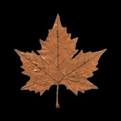 a maple leaf is shown against a black background