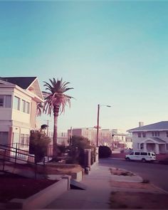 a palm tree on the side of a road next to some houses and a white van