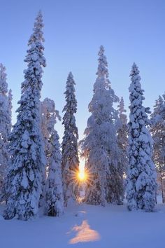 the sun is shining through the snow covered trees