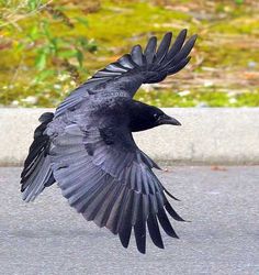 a large black bird flying over a street next to a grass covered field and shrubbery