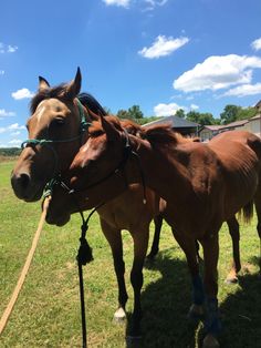 two brown horses standing next to each other on a lush green field