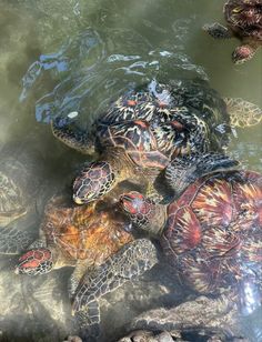 several turtles swimming in the water together