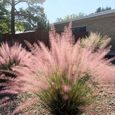 pink grass in front of a brick building