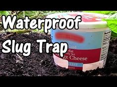 there is a can of waterproof slug trap in the ground next to some plants