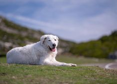 a large white dog laying on top of a lush green field