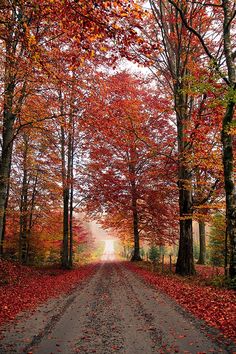 an empty road surrounded by trees with red leaves on the ground and in the foreground