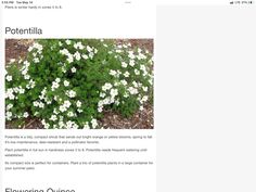 an image of a website page with white flowers