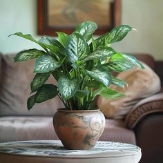 a potted plant sitting on top of a table in front of a brown couch