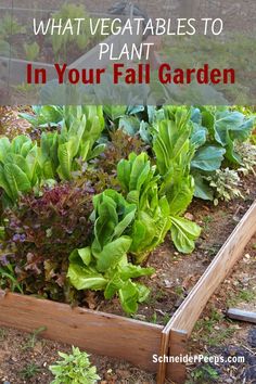 a garden with lettuce and other vegetables in it, text overlay reads what vegetables to plant in your fall garden