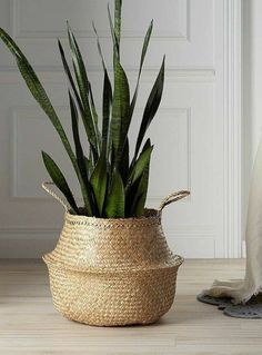 a white bird standing next to a plant in a woven basket on the floor near a door