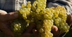 a person holding grapes in their hands