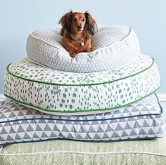 a brown dog sitting on top of three pillows