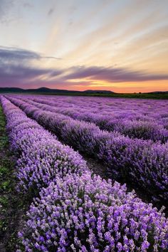 a field full of purple flowers under a cloudy sky