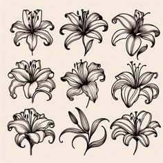 black and white drawing of flowers on a light beige background stock photo - budget conscious