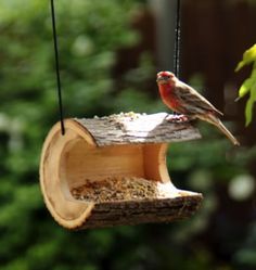 a bird sitting on top of a piece of wood hanging from a tree branch next to a feeder