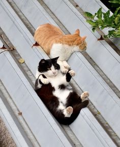 two cats laying on top of a wooden bench next to each other and looking at the camera