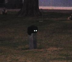 two people are sitting on the grass in front of a tree at night with their eyes glowing