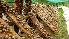 several bunches of garlic hanging from wooden racks in a garden area with grass and dirt on the ground