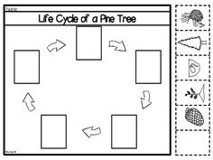 the life cycle of a pine tree worksheet for kids to practice their skills