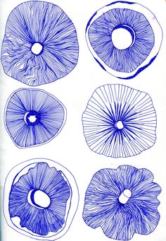 blue ink drawings of different types of mushrooms