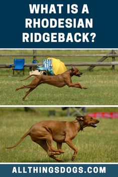 a dog jumping in the air to catch a frisbee