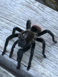 a large black spider sitting on top of a wooden floor