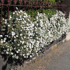 white flowers are growing on the side of a fence