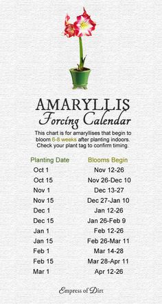 a calendar with flowers on it and the date for amaryllis in front of it