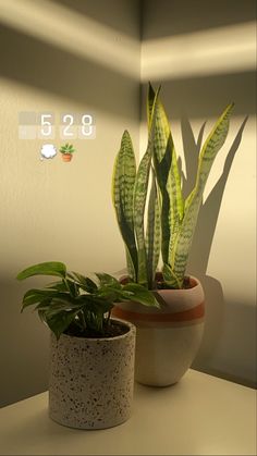 two potted plants sitting on top of a table