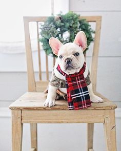 a small dog sitting on top of a wooden chair