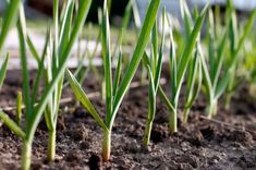 some very pretty green plants growing in the dirt and dirt ground with grass sprouts sticking out of them