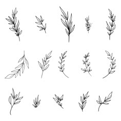 the different types of leaves drawn by hand