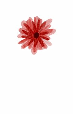 a red flower on a white background